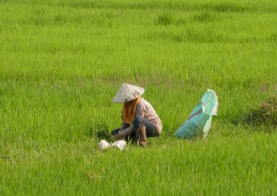 LAOS TRAVAIL RIZIERE