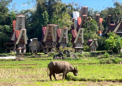 Sulawesi maison et boeuf